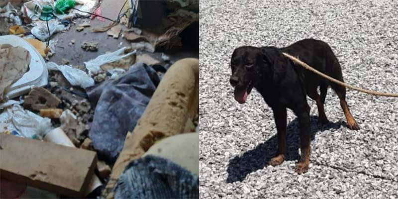 Cachorro é resgatado em quitinete abandonada após maus-tratos em Balneário Camboriú, SC