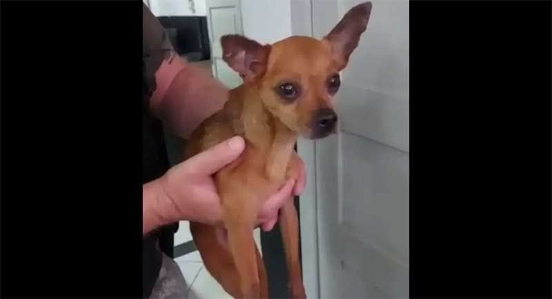 Cachorro é resgatado após ficar duas horas dentro de carro fechado em Balneário Camboriú, SC