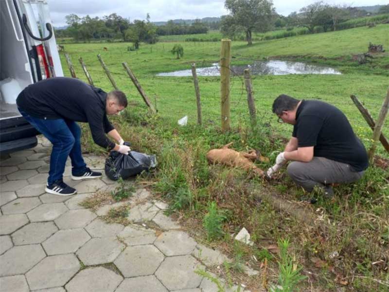 Cães são encontrados mortos por envenenamento no bairro Verdinho, em Criciúma, SC