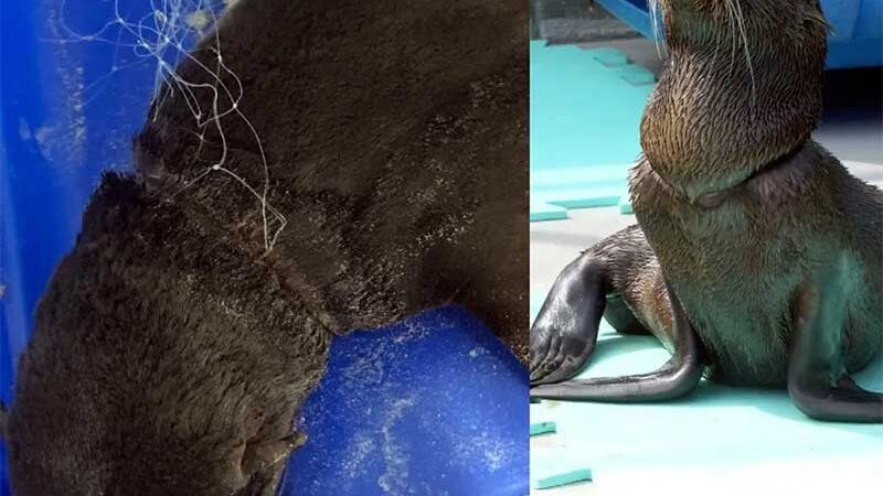 Lobo-marinho com cortes no pescoço causados por rede de pesca passa por tratamento em SC