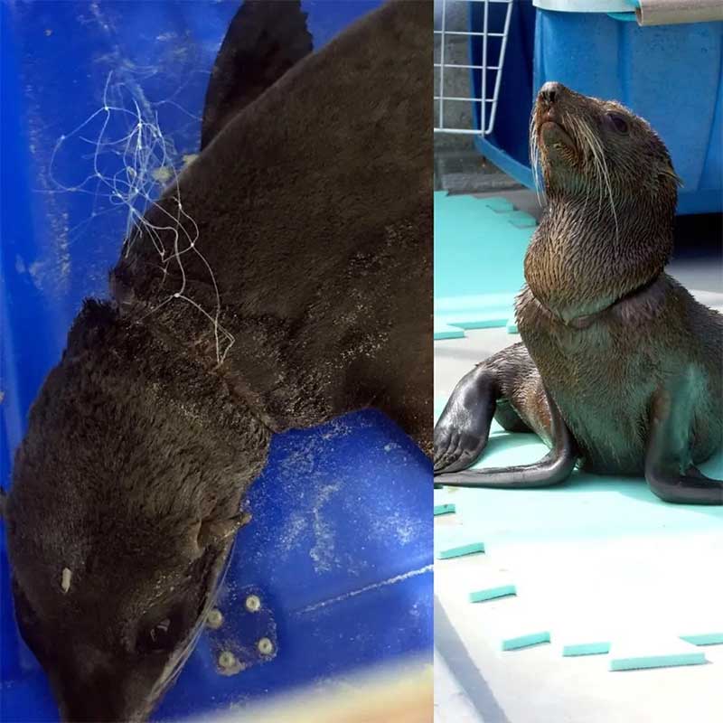 Lobo-marinho com cortes no pescoço causados por rede de pesca passa por tratamento em SC