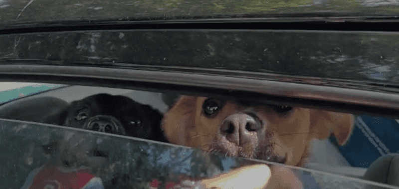 Cachorrinhas trancadas em carro são resgatadas em Florianópolis, SC