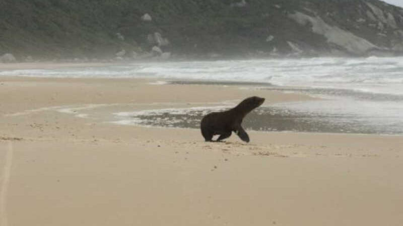 Lobo-marinho resgatado com rede de pesca presa ao pescoço é solto em Florianópolis, SC