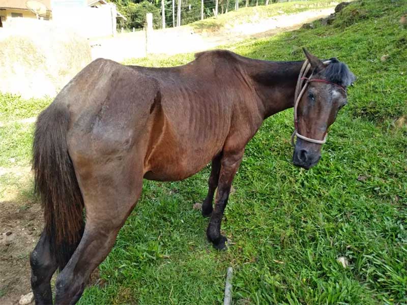Égua estava magra quando foi resgatada. Foto: Pata/Divulgação