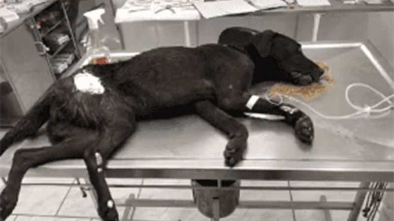 Cadela ferida é resgatada e responsável é preso por maus-tratos em Itajaí, SC