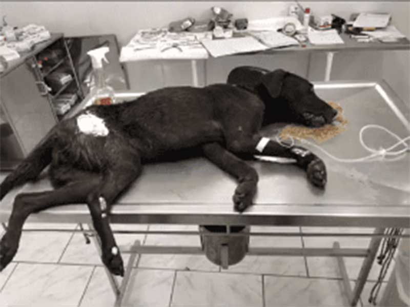 Cadela ferida é resgatada e responsável é preso por maus-tratos em Itajaí, SC
