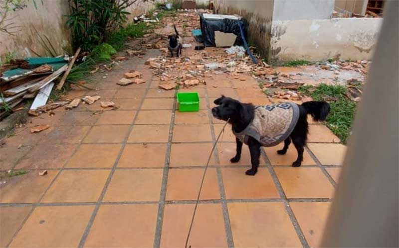 Moradores vendem imóvel a construtora e abandonam dogs; animais precisam de novo lar em Itajaí, SC