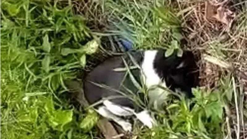 MP pede indenização pelo envenenamento e morte de 25 gatos e um cão em Joinville, SC