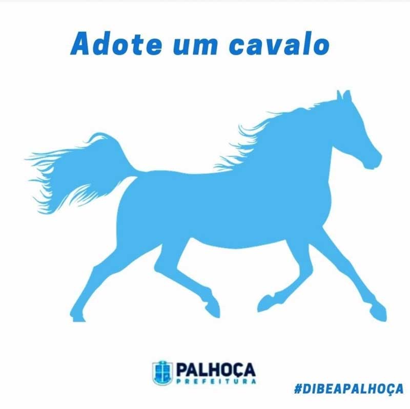 Dibea de Palhoça (SC) tem 10 cavalos disponíveis para adoção