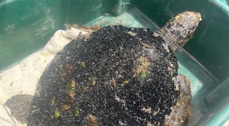 Tartaruga-verde com casco tomado por algas é resgatada em praia de SC