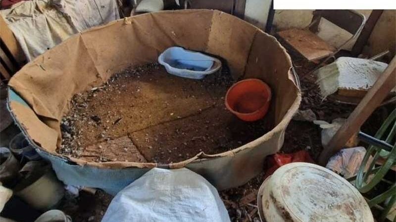 Idoso é autuado após denúncia de rinha de galo em Xanxerê, SC