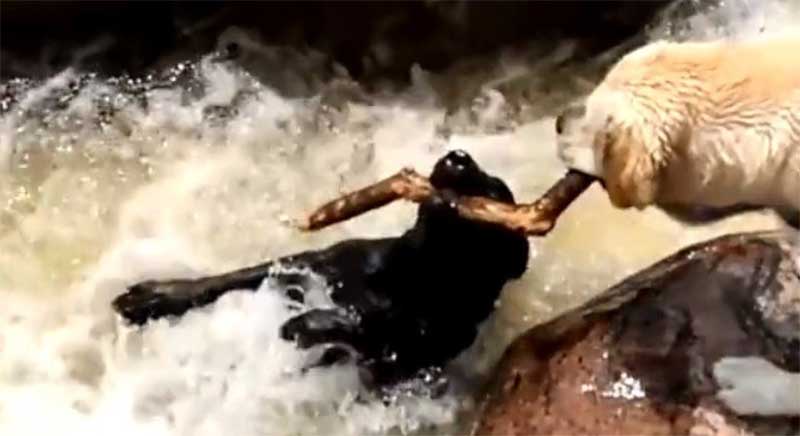 Vídeo no qual cachorro salva amigo de rio volta a viralizar, com acusações ao cameraman