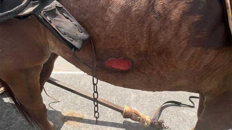 Polícia Ambiental flagra maus-tratos a cavalo em Lagarto, ES