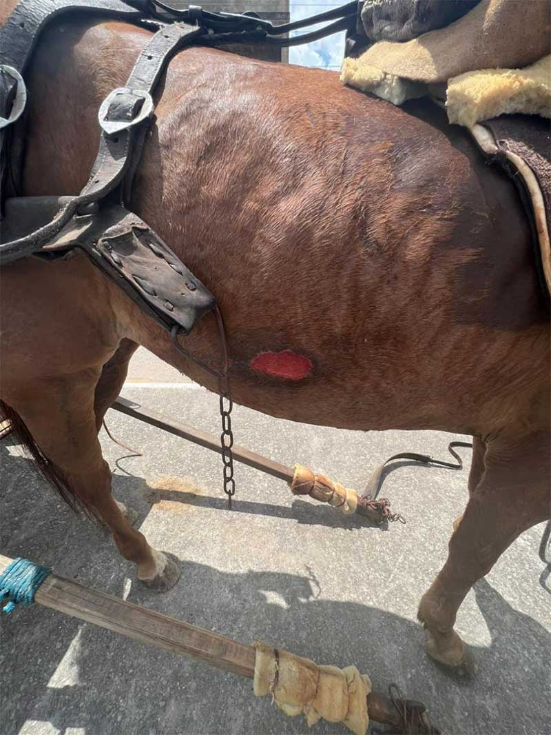 Polícia Ambiental flagra maus-tratos a cavalo em Lagarto, ES