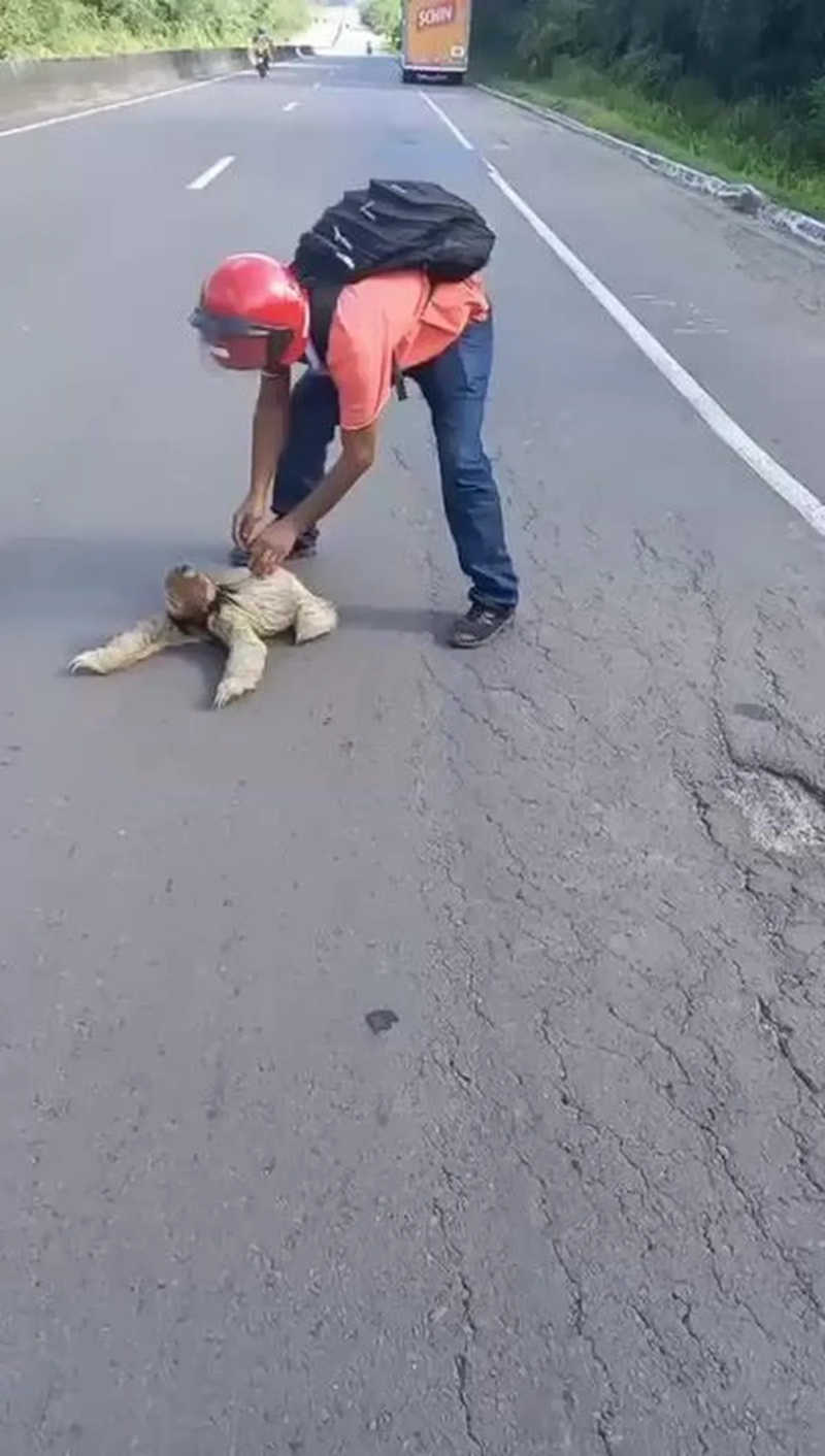 Homem resgata bicho-preguiça que tentava atravessar rodovia em Sergipe