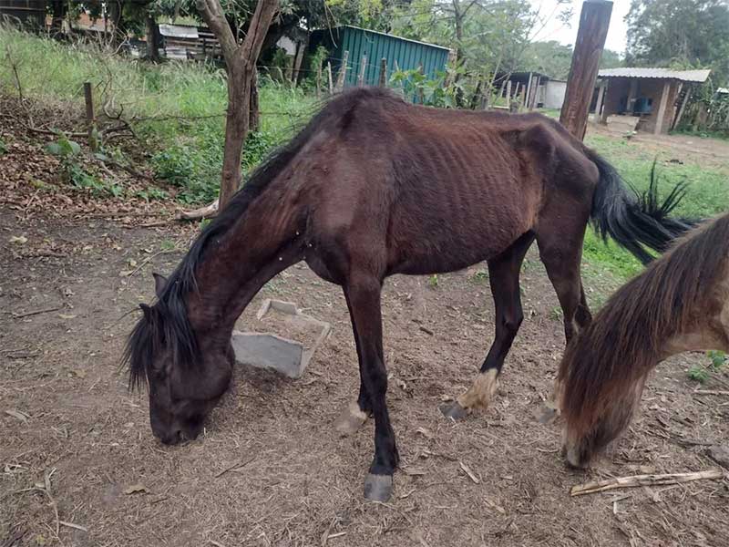 Guarda Municipal de Artur Nogueira resgatou quatro cavalos em situação de maus-tratos — Foto: Guarda Municipal