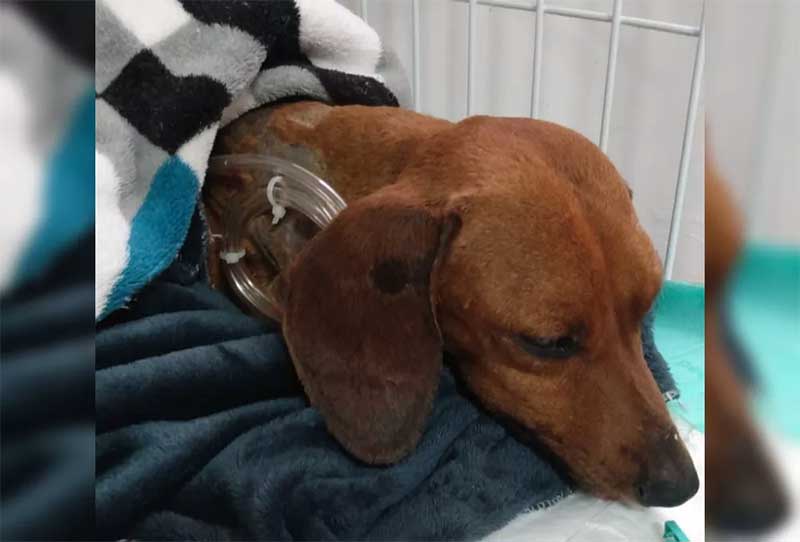 Após cirurgia de reconstrução, cachorro que foi enterrado vivo em Tatuí (SP) se alimenta com ajuda de sonda. — Foto: União Protetora do Animais/ Divulgação