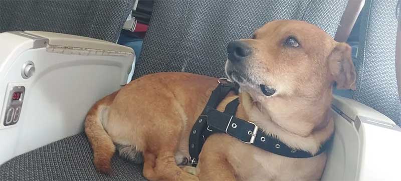 ‘Não viajo nunca mais com meu cachorro assim’, diz tutora de cão que fugiu após conexão entre voos em Congonhas em SP