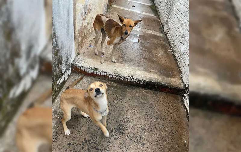 Cães em situação de maus-tratos são resgatados por ONG em Garça, SP
