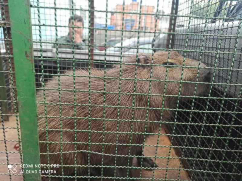 GCM Ambiental resgata 6 animais silvestres em risco em Guarulhos, SP