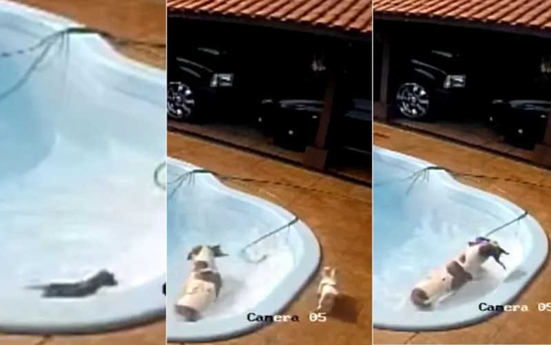 Pit bull salva chihuahua que caiu em piscina de casa em Jardinópolis, SP; VÍDEO