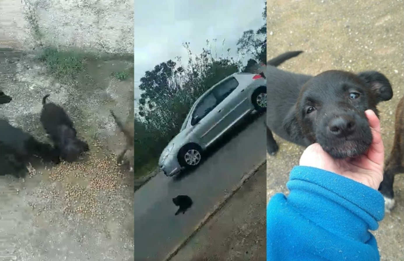 Moradora pede ajuda após encontrar cinco cachorros filhotes comendo lixo em Mairinque, SP