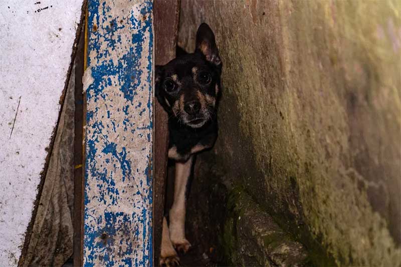 Cachorros tinham sinais de maus tratos — Foto: Prefeitura de Mogi das Cruzes/Divulgação