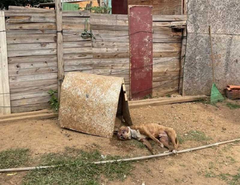 Cachorro é encontrado morto enforcado e com sinais de maus-tratos em Piracicaba, SP