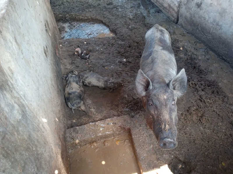 Animais são encontrados em situação de maus-tratos em chácara de Piracicaba (SP), diz GCM