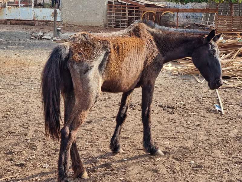 Égua é resgatada em estado de desnutrição, e tutor é preso por suspeita de maus-tratos em Ribeirão Preto, SP