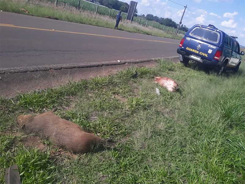 Capivaras são encontradas mortas em Rio Claro (SP) na lateral da Estrada dos Estudantes