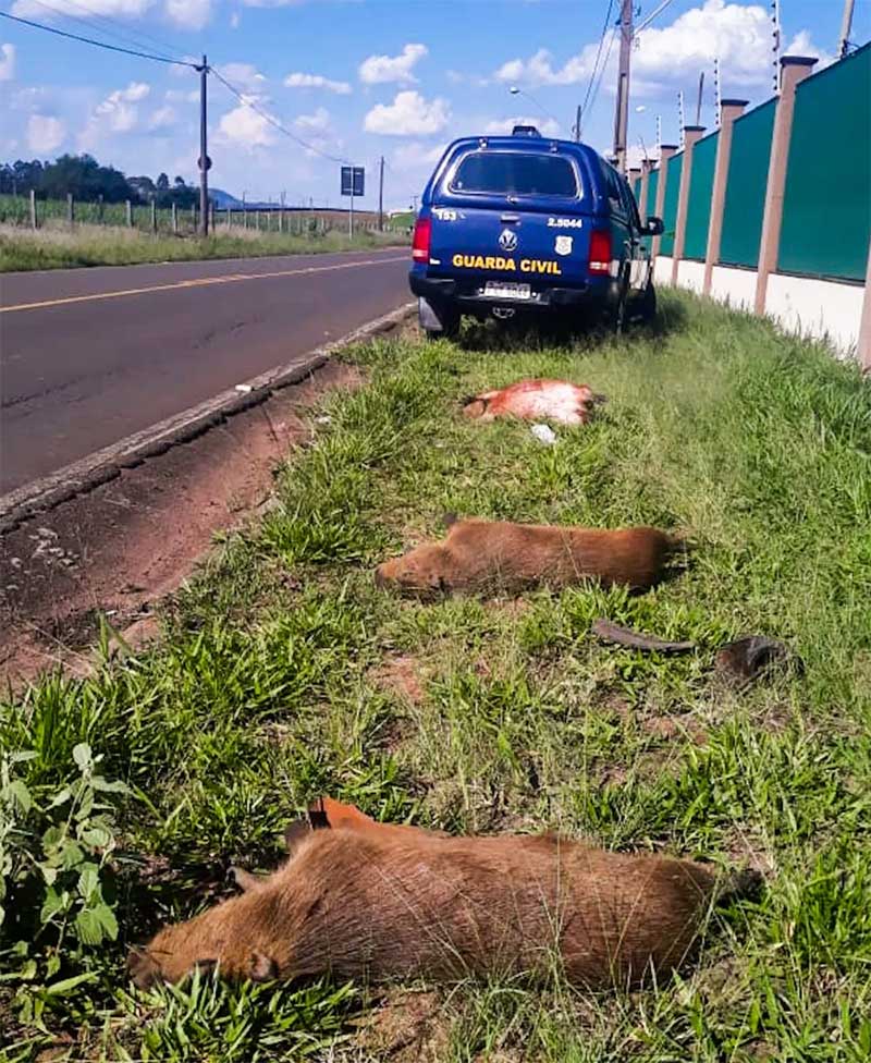 Capivaras são encontradas mortas ao lado de estrada em Rio Claro — Foto: Guarda Civil Municipal/Divulgação