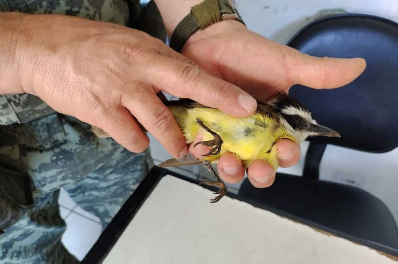 GCM Ambiental resgata duas aves em São Vicente, SP