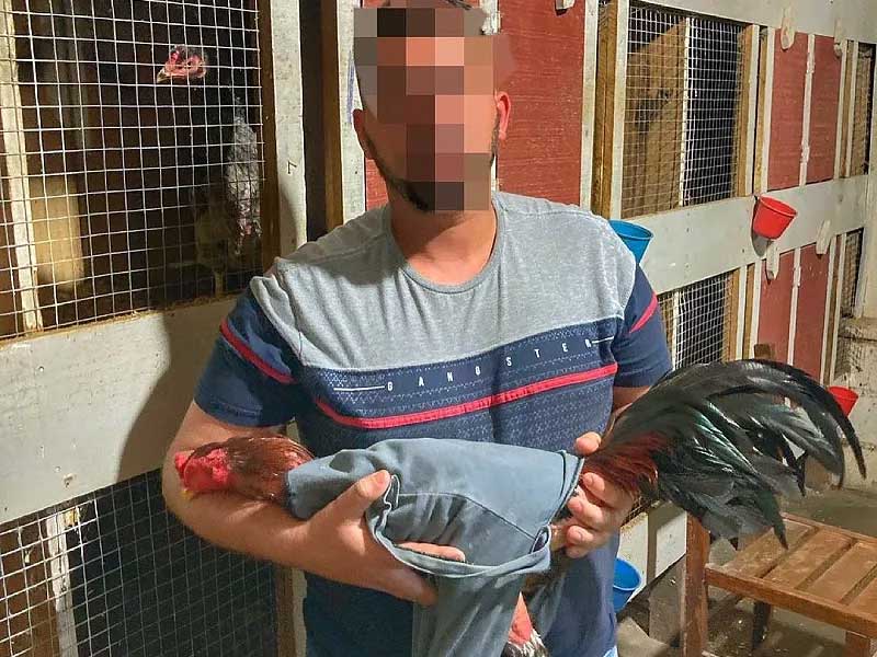 Homens foram flagrados praticando o crime contra 150 animais – PMA/Divulgação/CSC