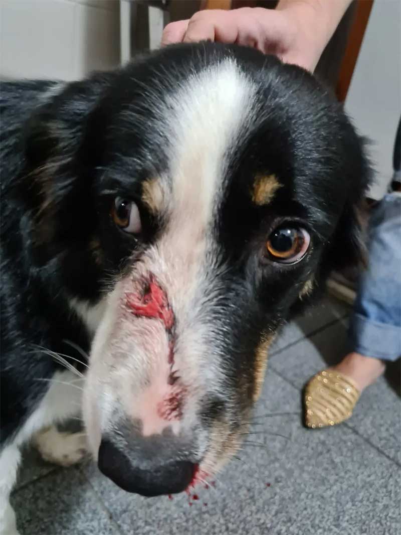 Polícia Civil investiga maus-tratos contra cachorro baleado com tiro de chumbinho em São José, SC