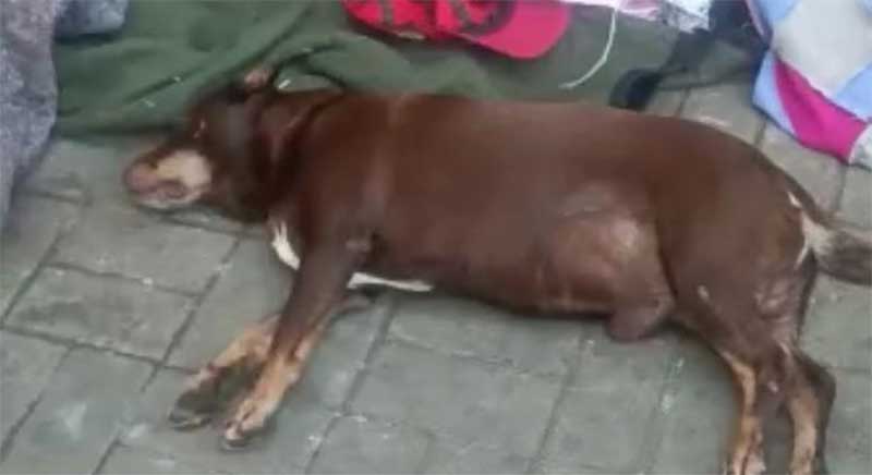 Homem que matou cachorro com barra de ferro em SP é denunciado pelo MP