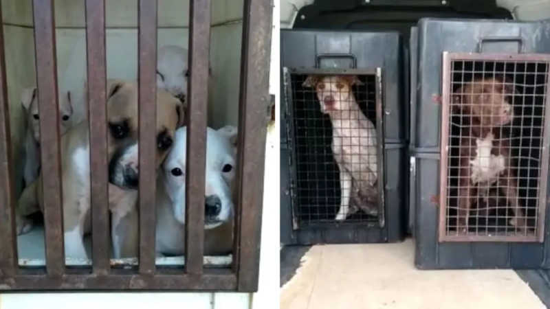 Suspeito de agredir e manter cães em situação de maus-tratos em Sorocaba (SP) é solto após audiência de custódia