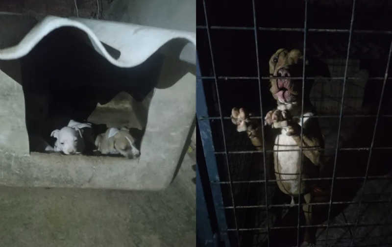 Homem é preso suspeito de agredir e manter cães em situação de maus-tratos em Sorocaba — Foto: Divulgação