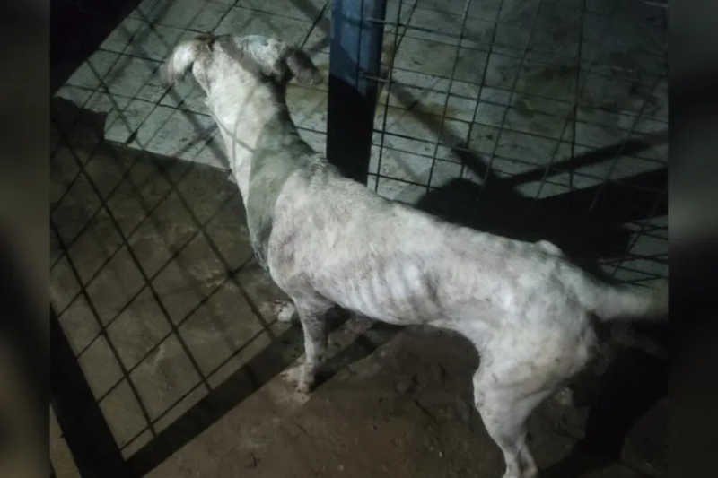Homem é preso suspeito de maus-tratos a animais em Sorocaba — Foto: Divulgação