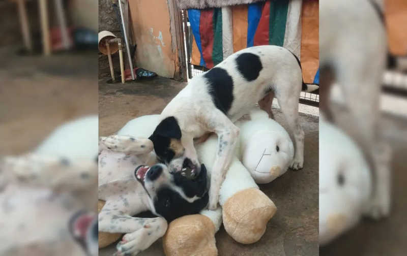 Dono de loja que sofreu ‘tentativa de furto’ por cachorros presenteia ‘gangue canina’ com pelúcia