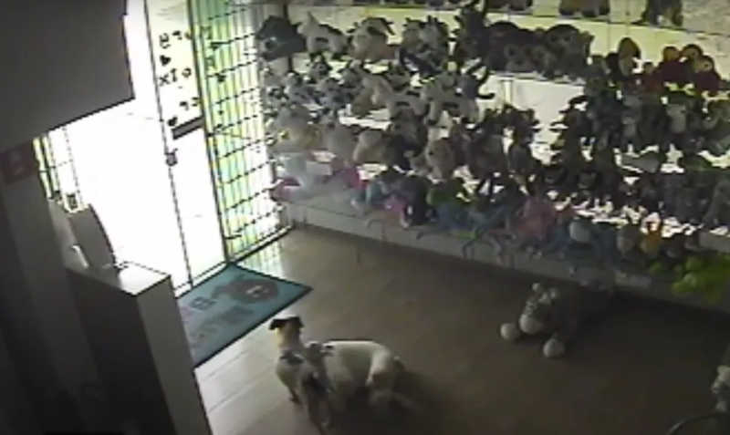 Tentativa de 'furto' de cachorro foi registrado em loja de Tabatinga (SP) — Foto: Reprodução/Câmera de segurança