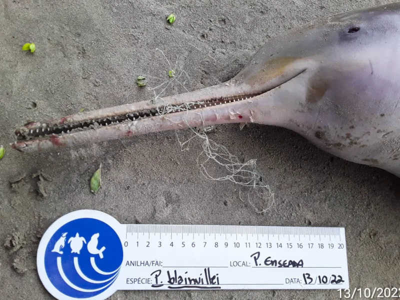 Pelo menos 24 golfinhos são encontrados mortos no litoral de São Paulo