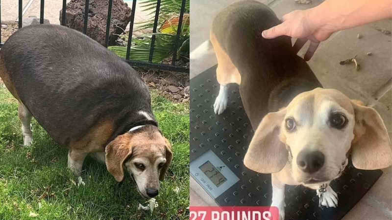 Cão obeso é resgatado de matadouro por casal e perde 28 kg com dieta