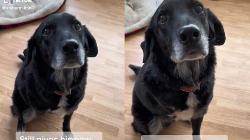 Cachorro amputado tenta ‘dar a pata’ e emociona internautas