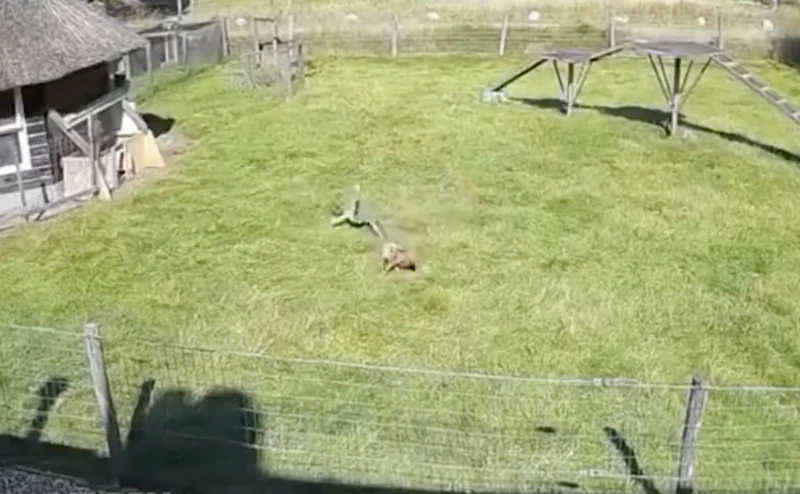 VÍDEO: galinha é atacada por falcão em fazenda e escapa da morte por ação inesperada de outros animais