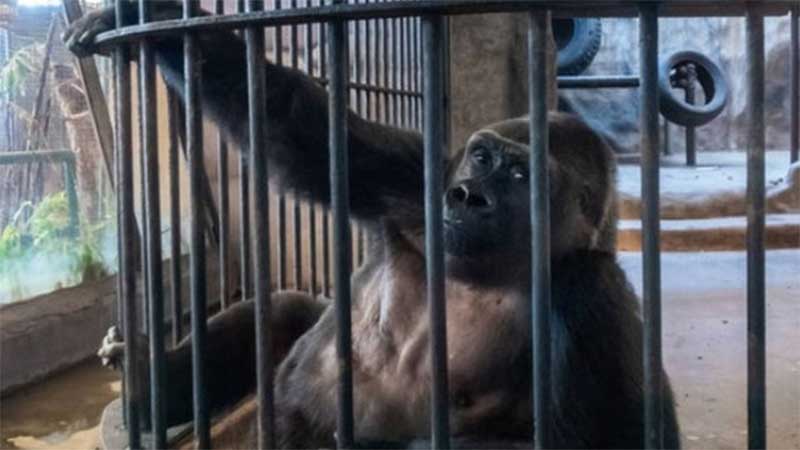 Esforços para libertar ‘gorila mais triste do mundo’ fracassam após loja em shopping se recusar a vendê-la