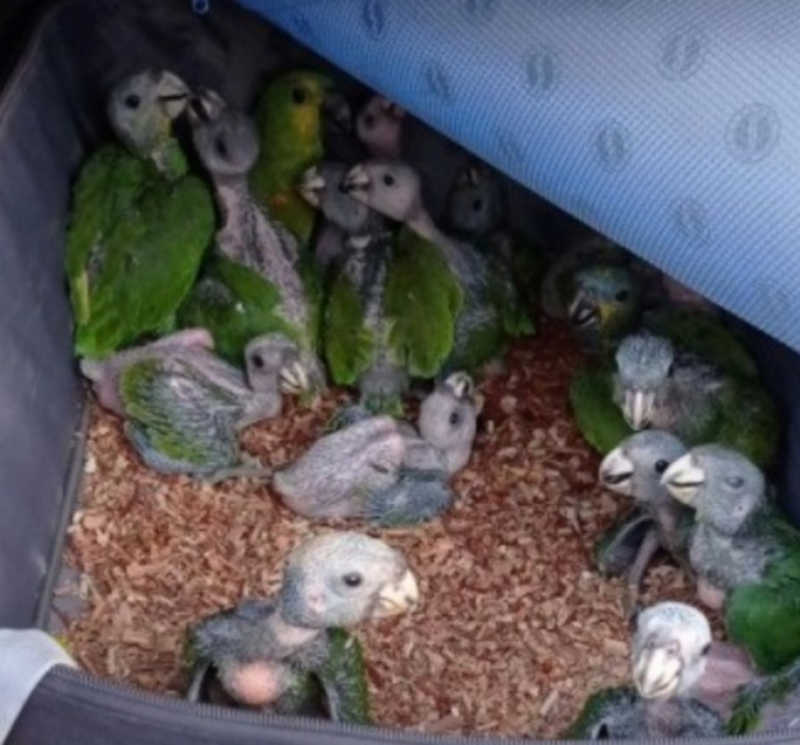 PRF flagra carro de passeio com 38 aves, incluindo papagaios e curiós; destino era São Paulo