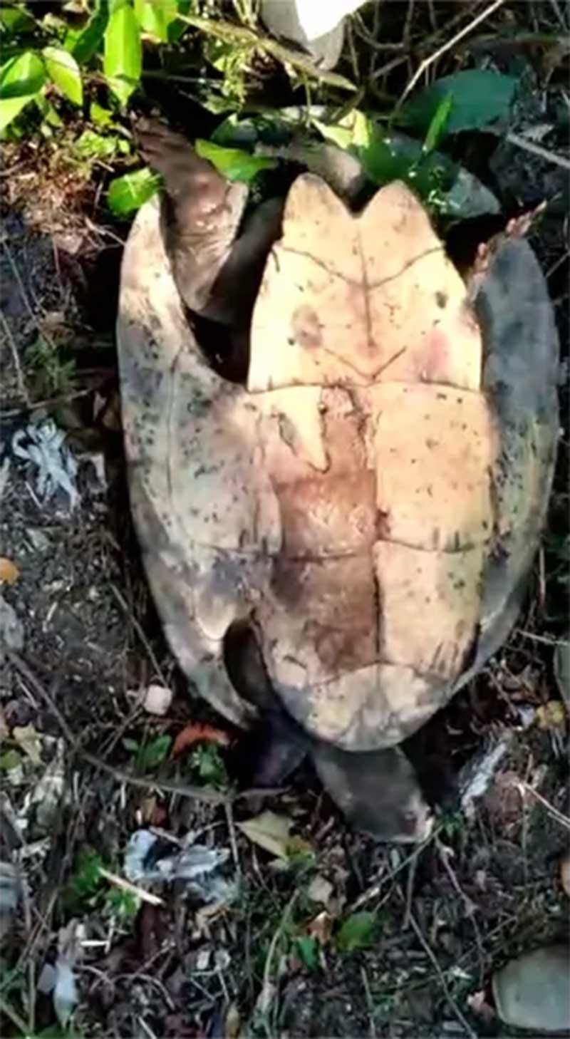 Tartaruga foi encontrada com queimaduras no casco, na zona rural de Formoso do Araguaia — Foto: Divulgação/Defesa Civil