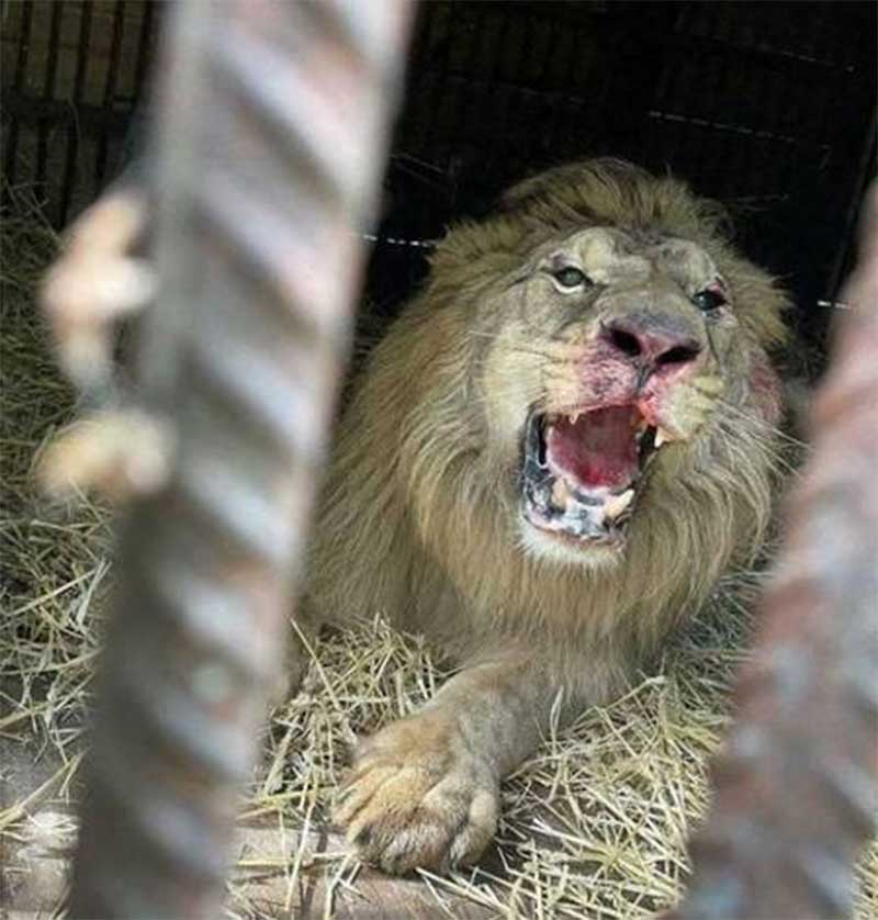 Pretzel ferido em santuário para animais selvagens em Kiev Foto: Reprodução/Reddit