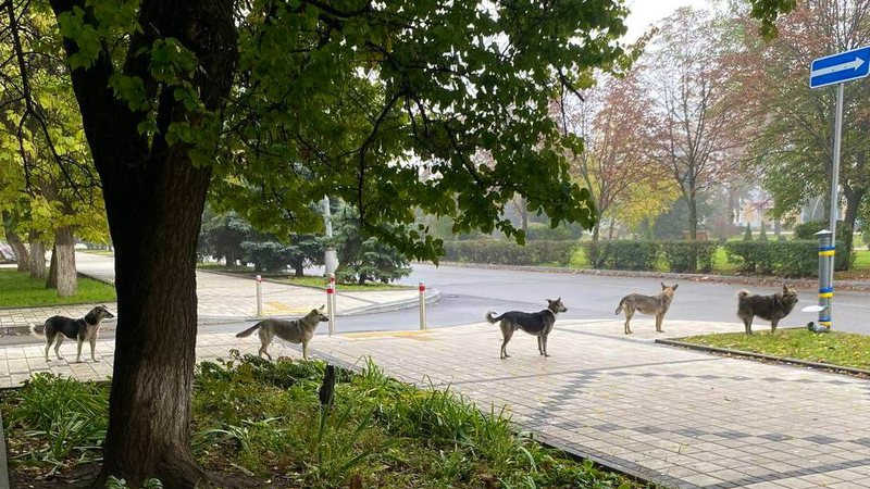 Cães ucranianos esperam pacientemente em fila e homem se comove ao descobrir motivo; saiba detalhes